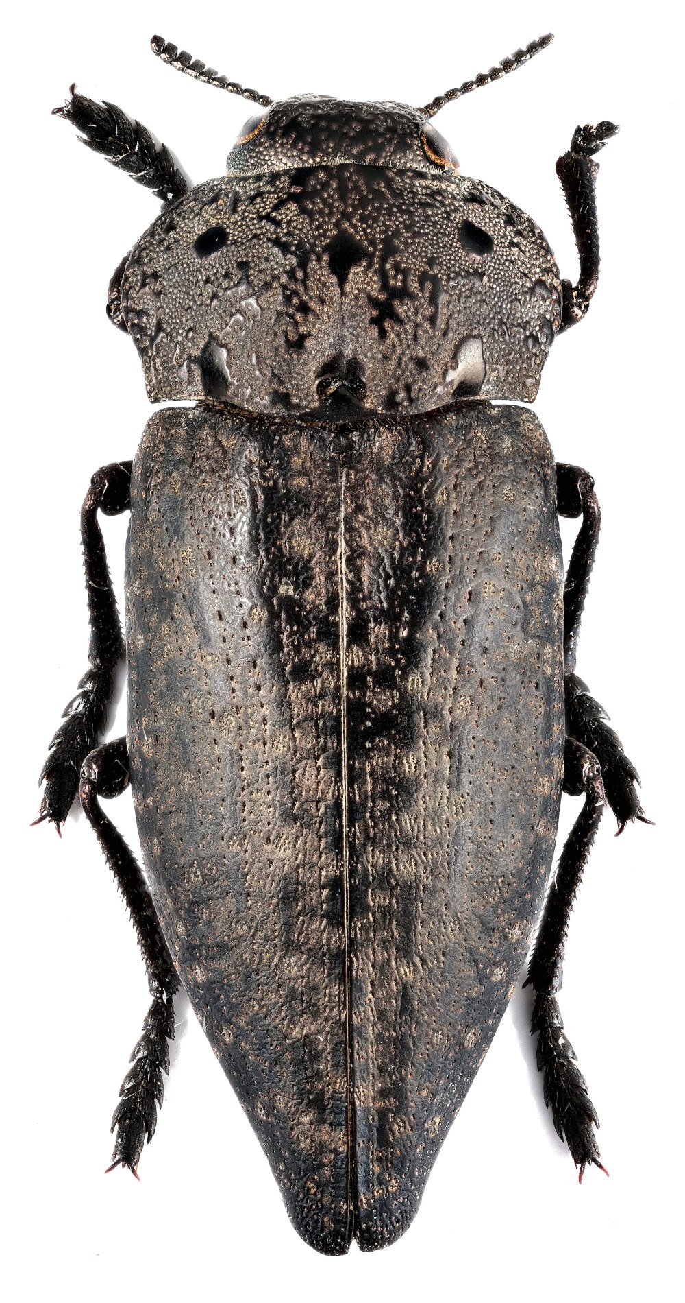 Capnodis tenebricosa (Olivier)