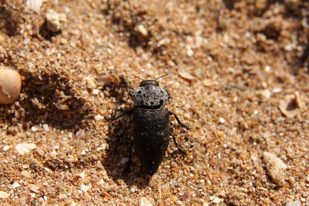 Capnodis tenebrionis - Златка чёрная