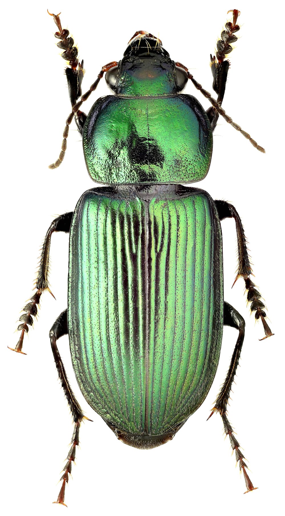 Sphenarches Anisodactylus