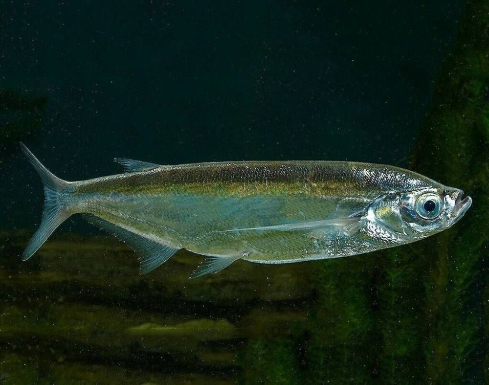 Чехонь Pelecus cultratus