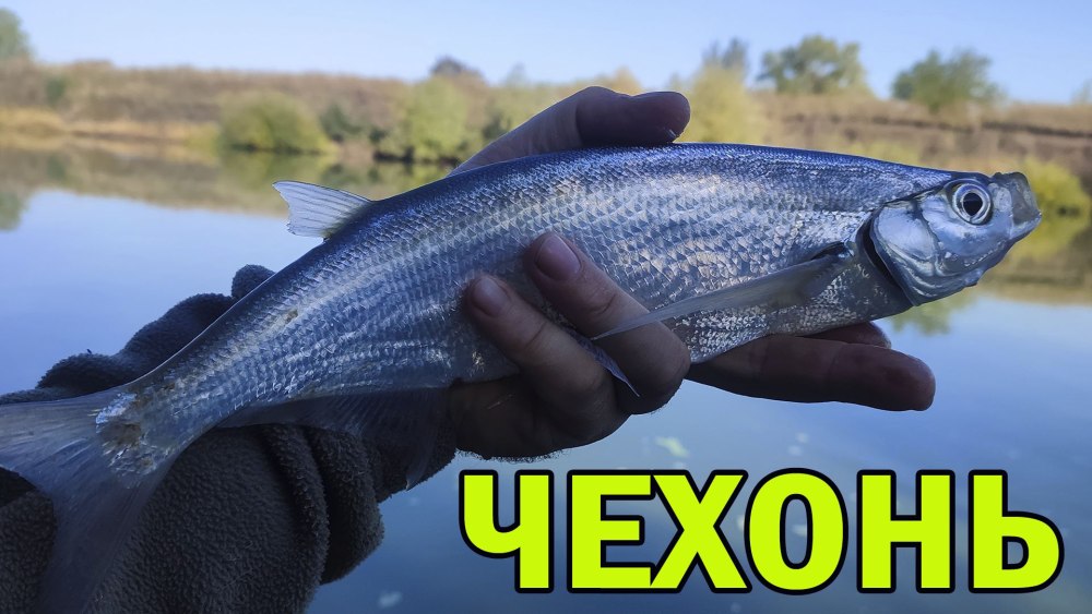 Рыбные места на Воронежском водохранилище
