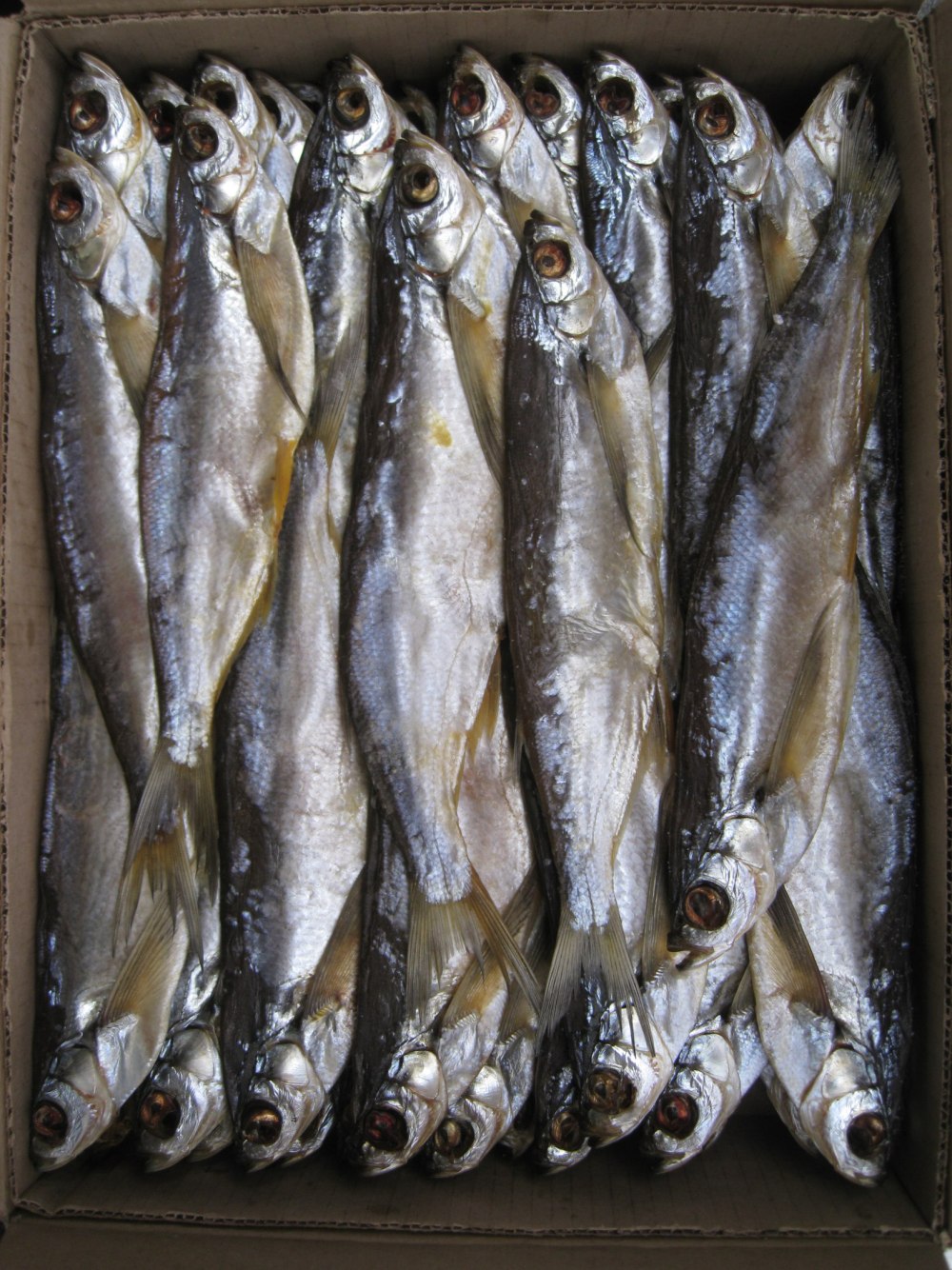 Чехонь рыба