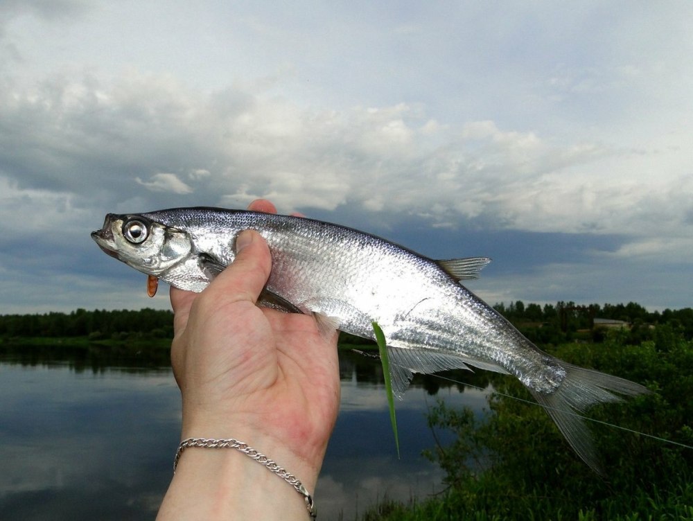 Чехонь Pelecus cultratus