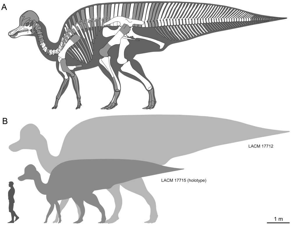 Magnapaulia laticaudus