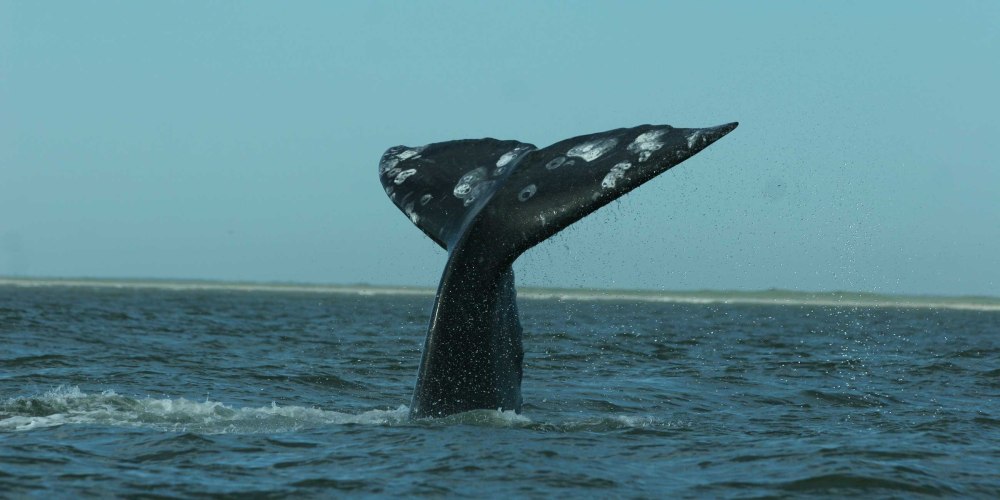 Южные киты