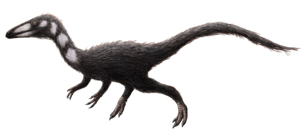 Hesperonychus elizabethae
