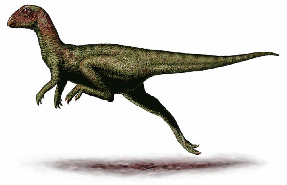 Leaellynasaura amicagraphica