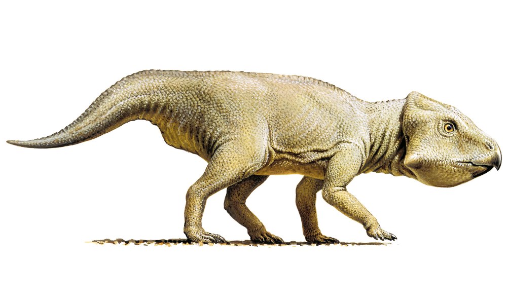 Gryphoceratops Morrisoni