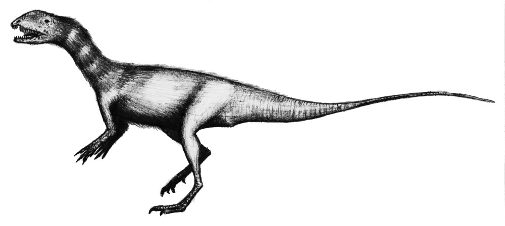 Драковенатор. Dracovenator regenti