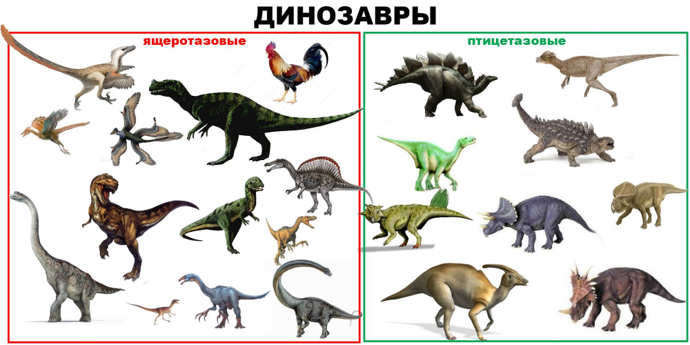 Ящеротазовые и Птицетазовые динозавры