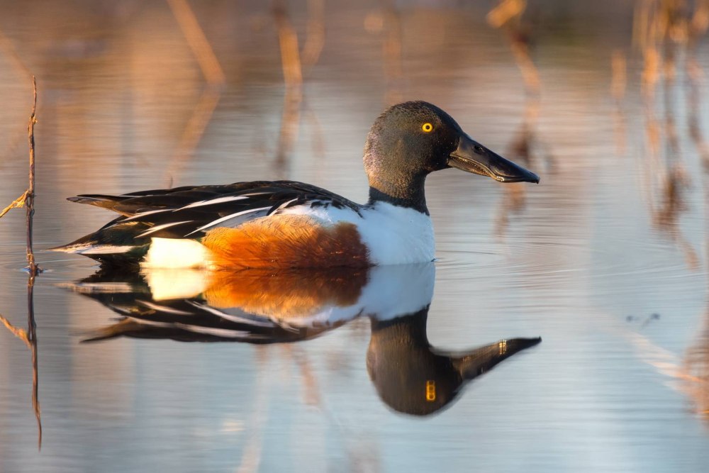 Гусеобразные (anseriformes),