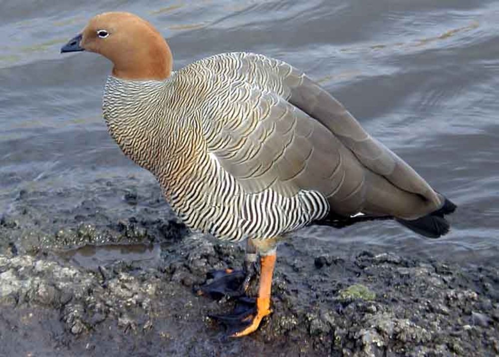 Chloephaga rubidiceps