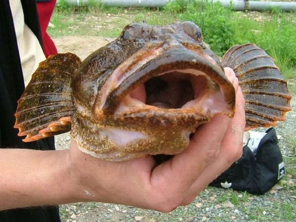 Бычок Черноморский мартовик