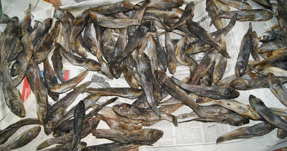 Бычки Азовского моря