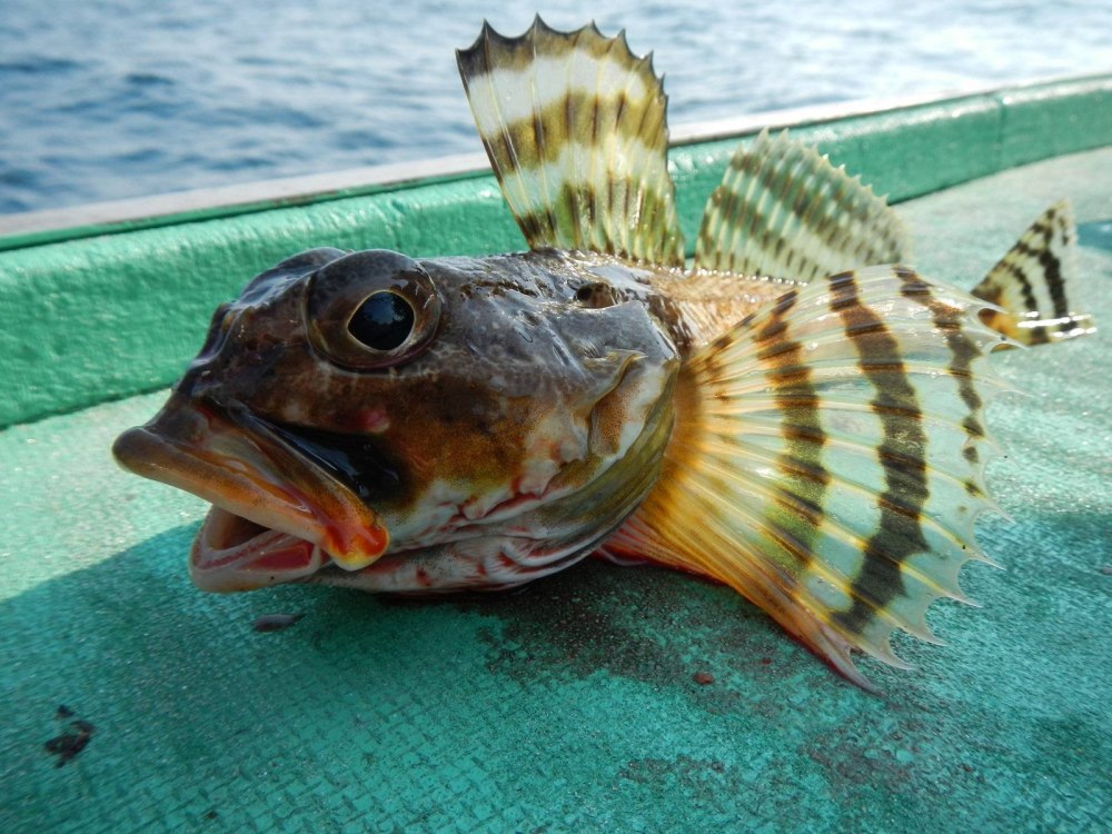 Морской бычок черное море