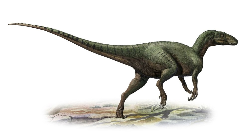Australovenator wintonensis