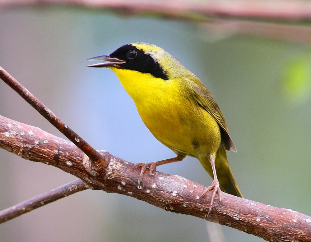 Желтогорлый певун (Geothlypis trichas)