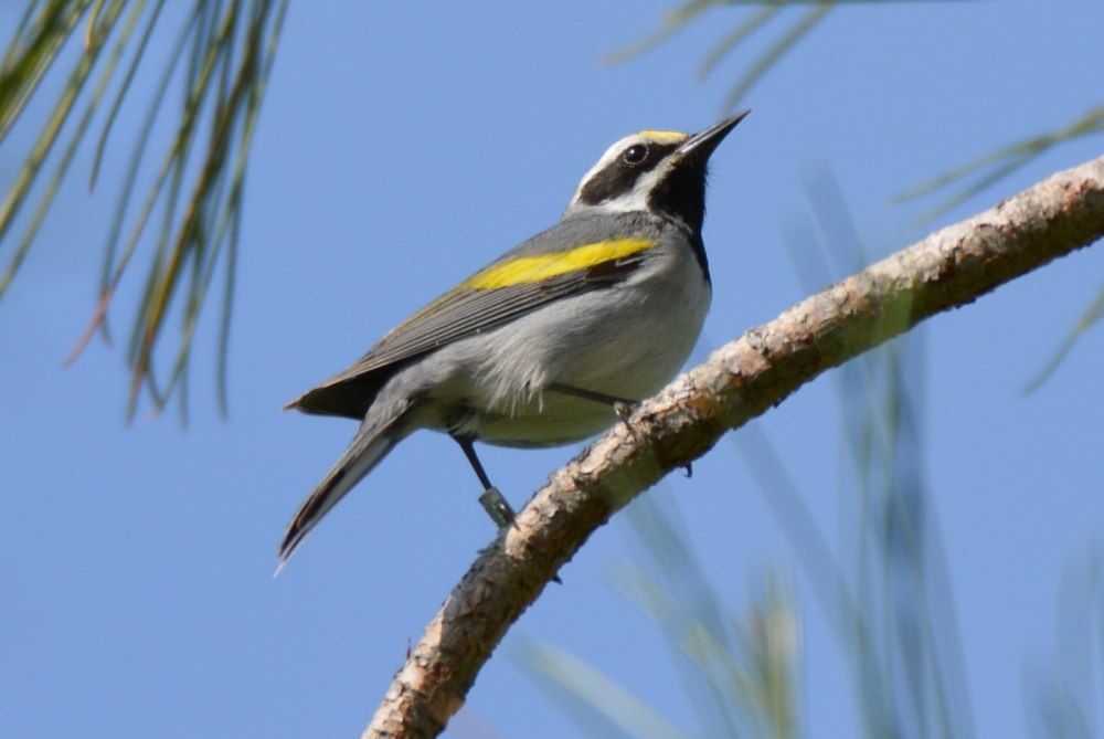Golden-Winged Warbler