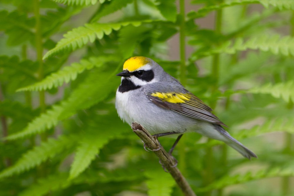 Golden-Winged Warbler