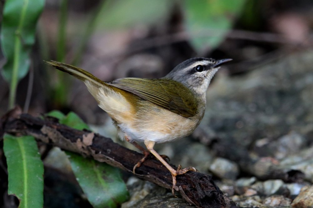 Певун Речной (Seiurus noveboracensis)