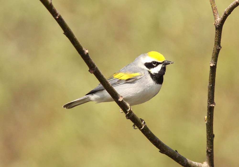 Vermivora chrysoptera