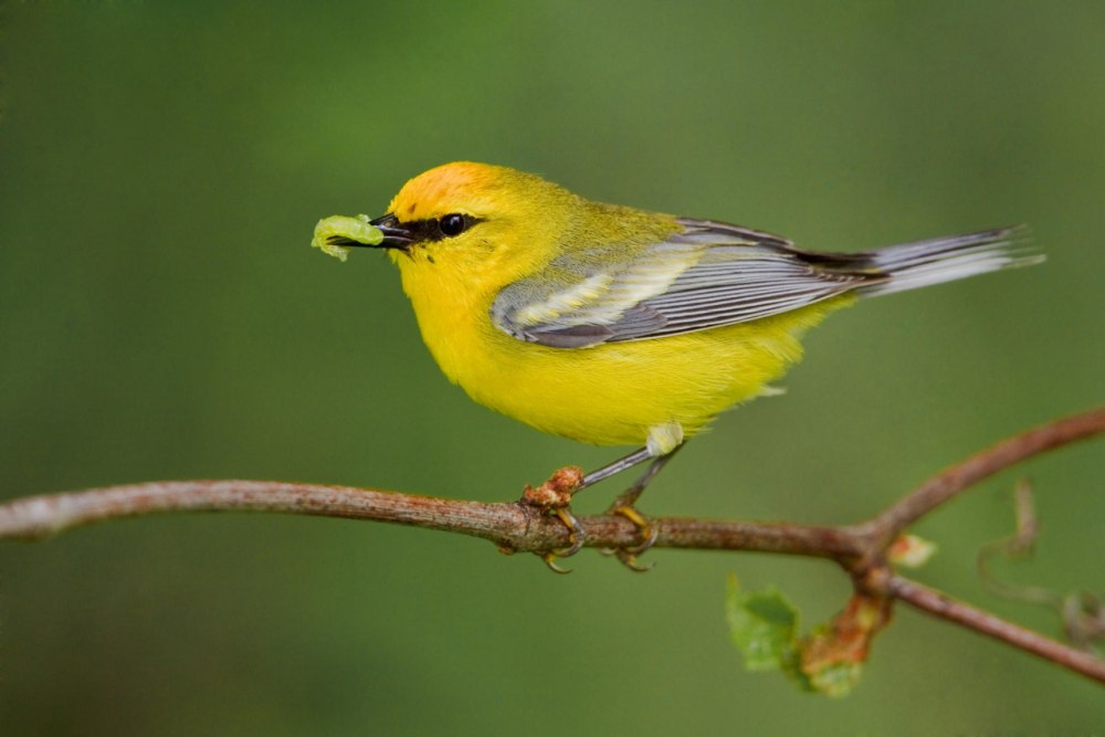 Blue Warbler