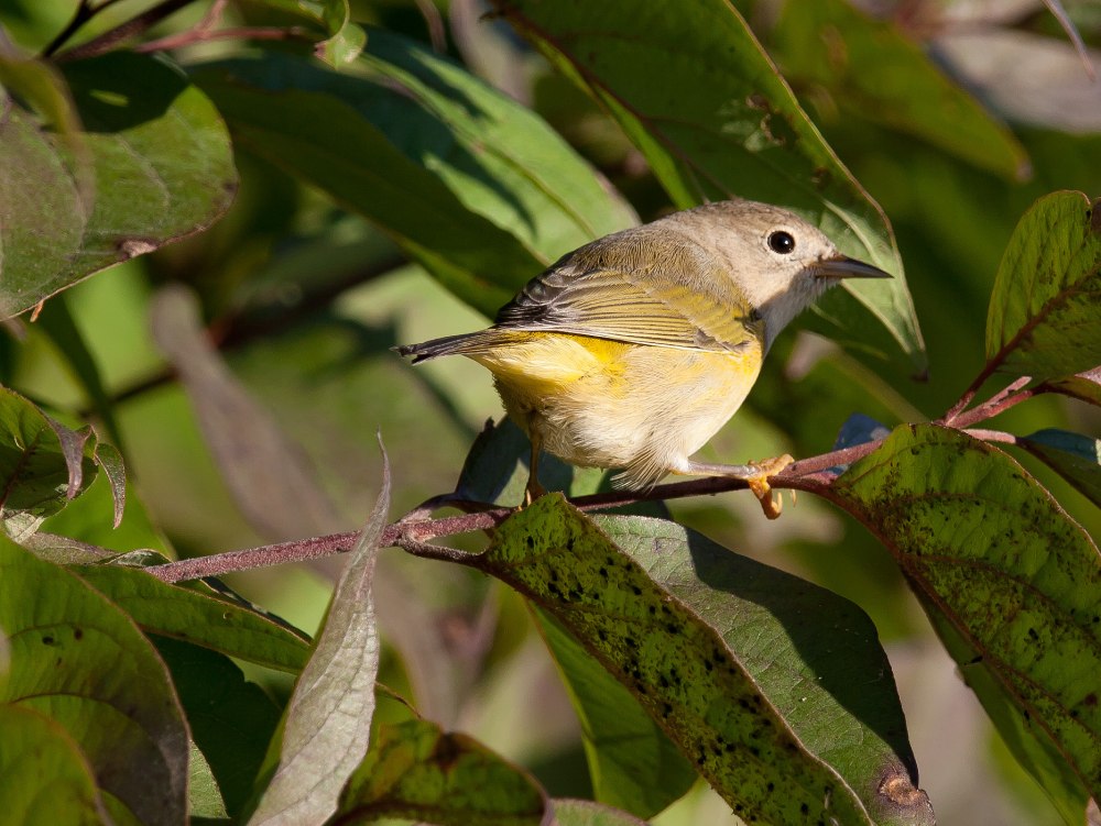 The Nashville Warbler