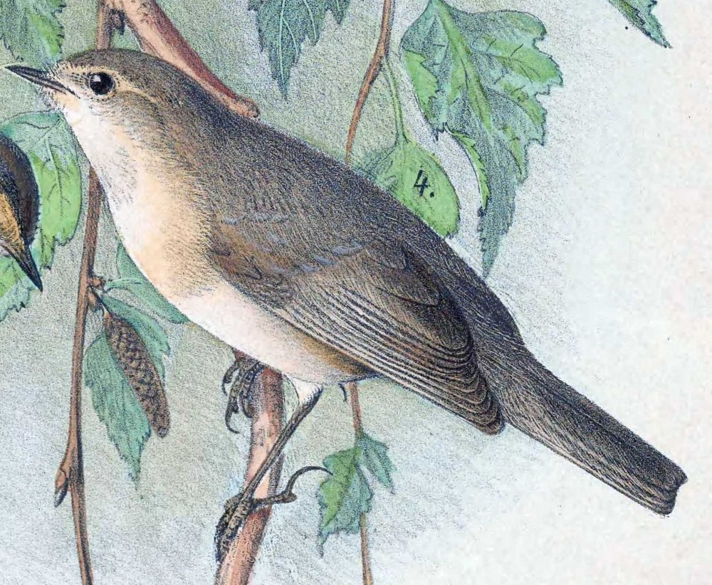Phylloscopus sindianus