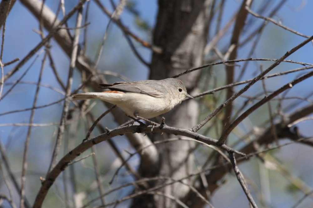 Placus luciae