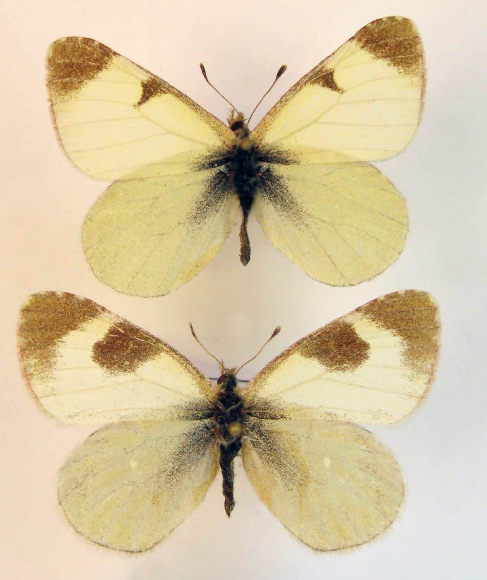 Euchloe Naina