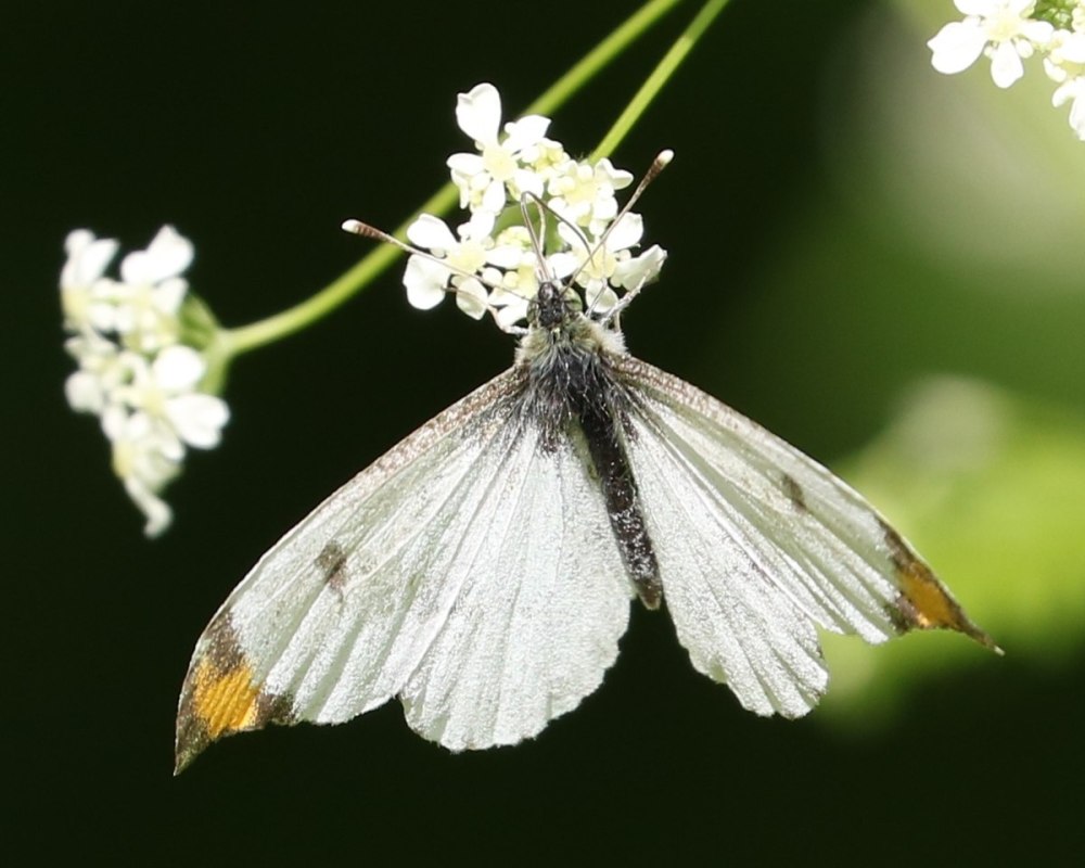Ligyrocoris Sylvestris