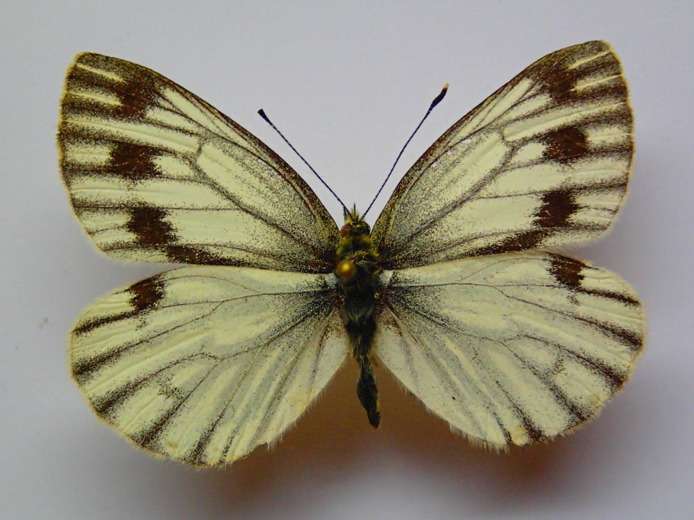 Pieris napi (Linnaeus, 1758) - Белянка брюквенная