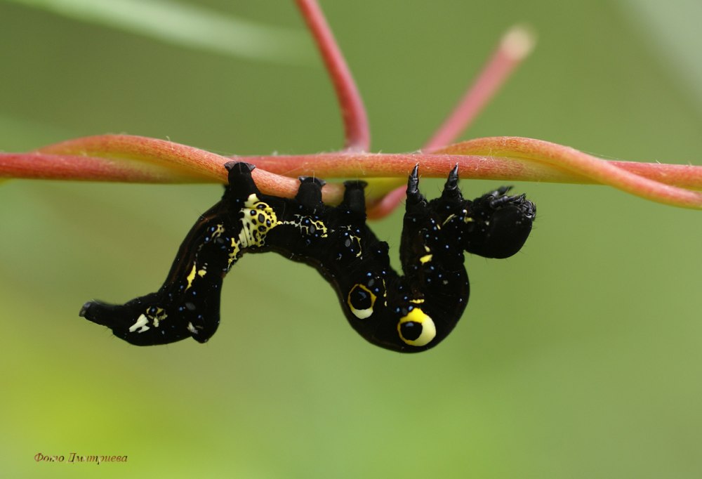 Гусеница Eudocima phalonia