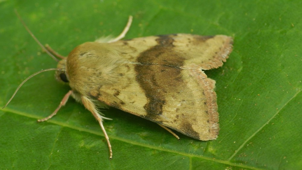 Heliothis viriplaca