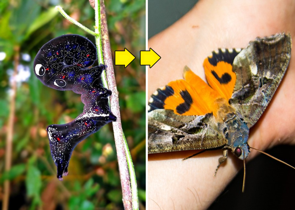 Гусеница Eudocima phalonia
