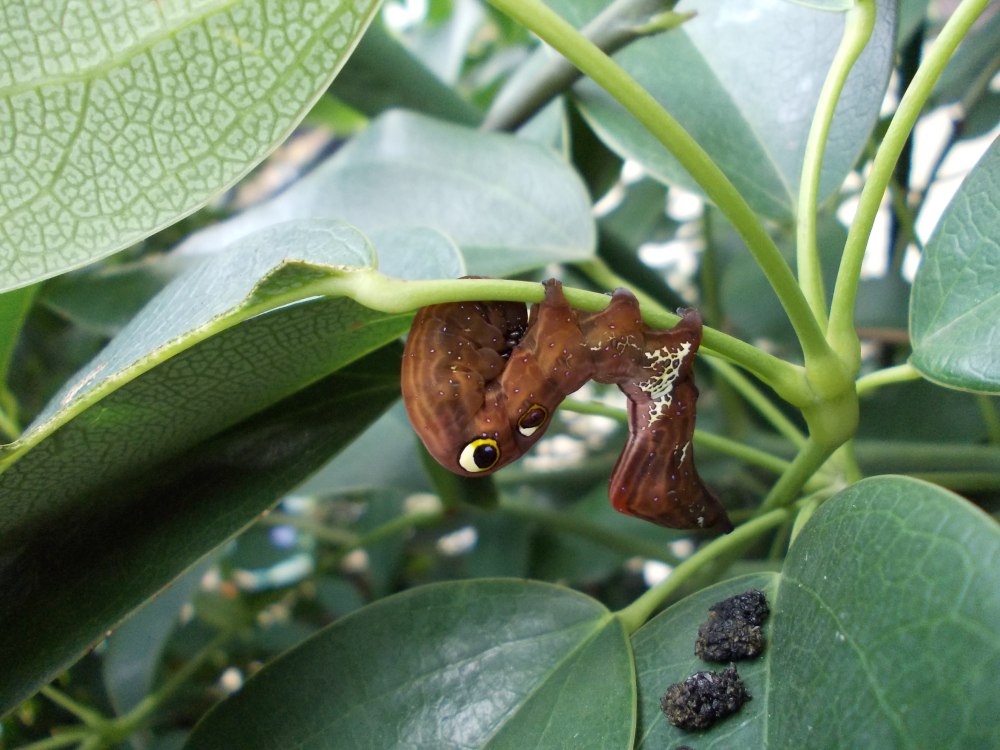 Гусеница Eudocima Tyrannus