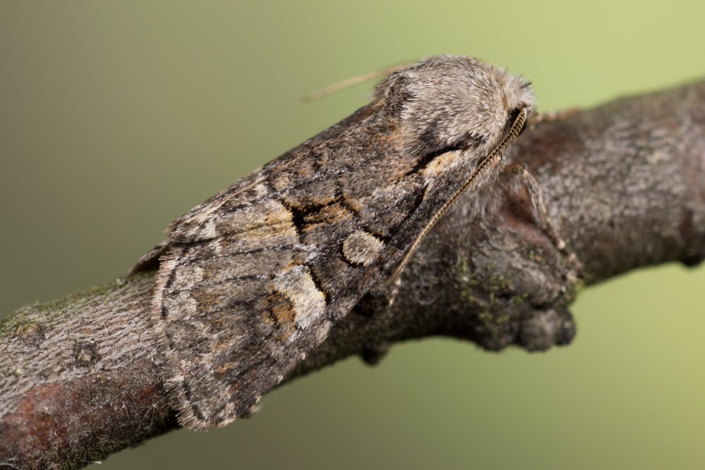 Brachylomia viminalis (Fabricius, 1777)