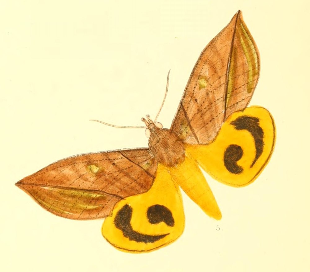 Рисунок Eudocima