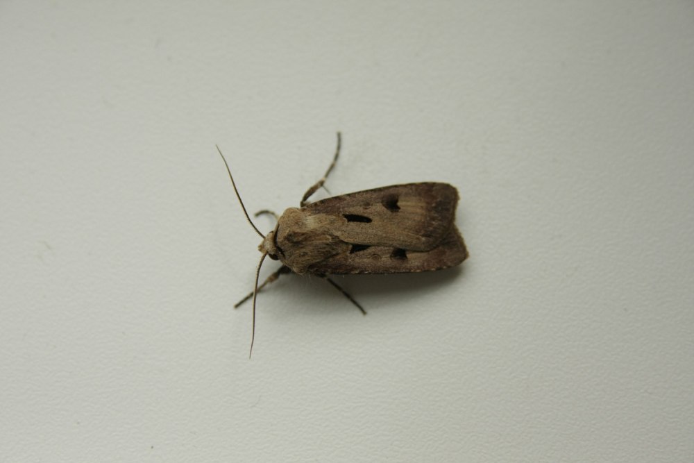 Agrotis exclamationis (восклицательная совка)