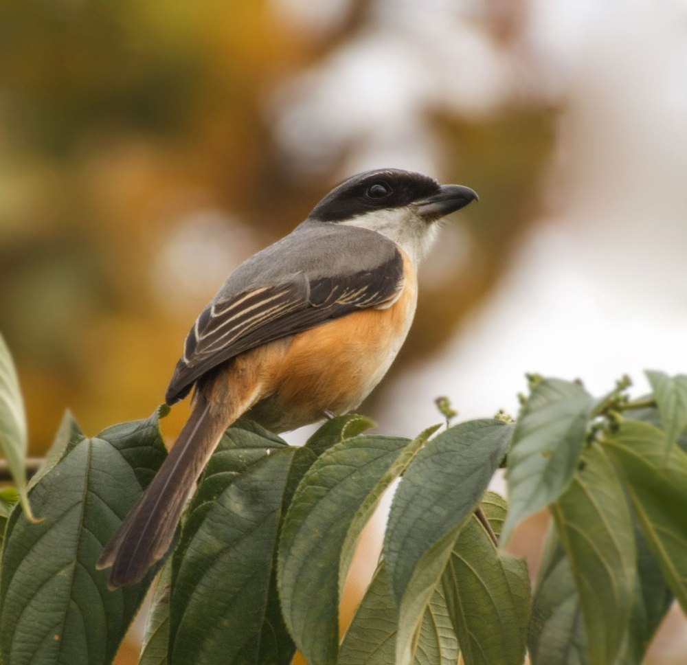 Никатор птица