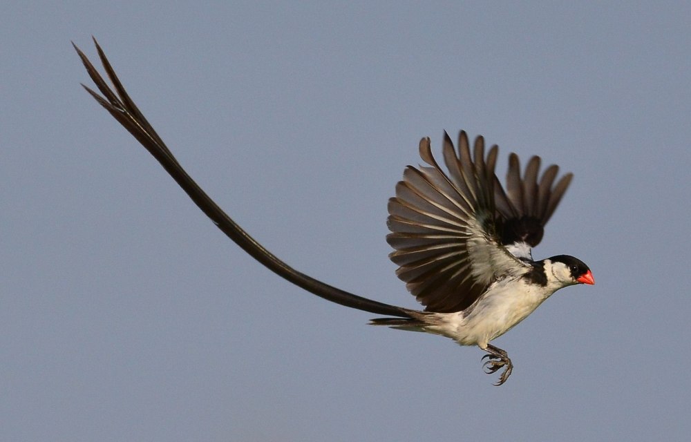 Ткачик вдовушка