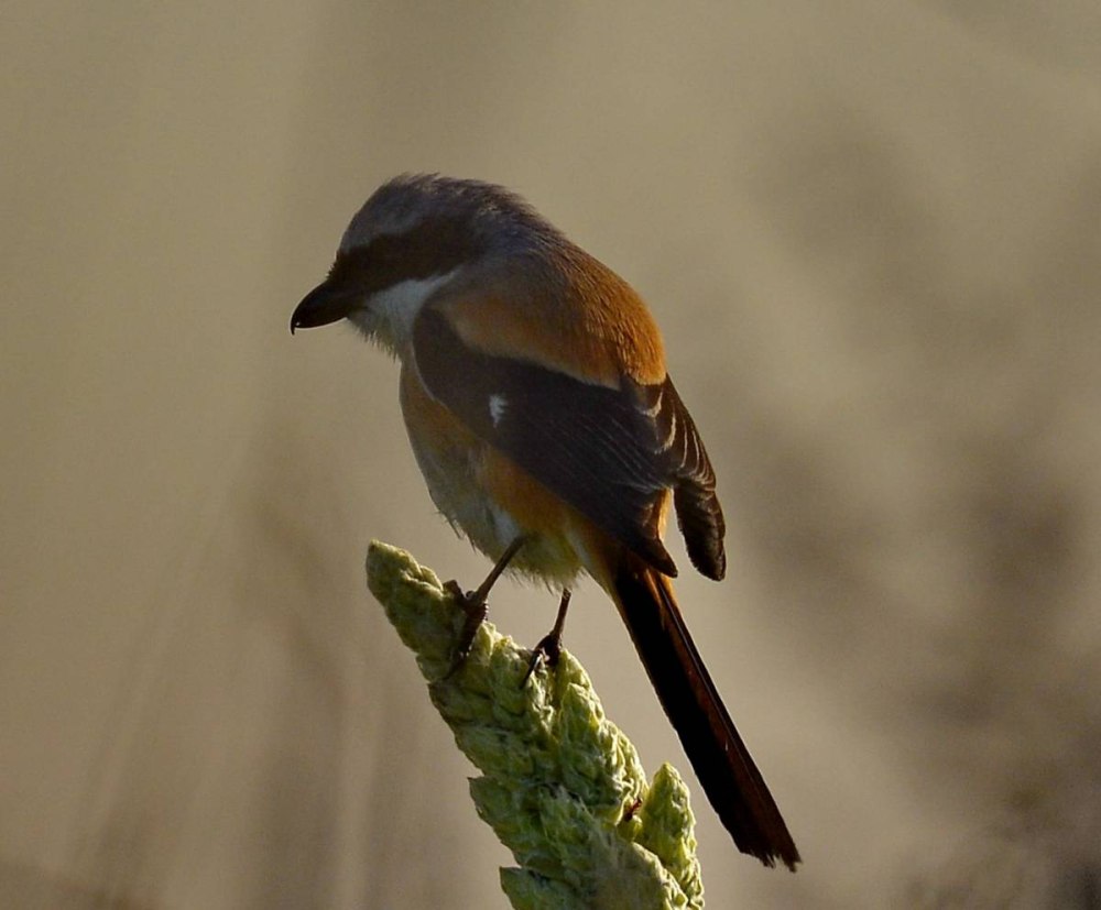 Рыжий сорокопут