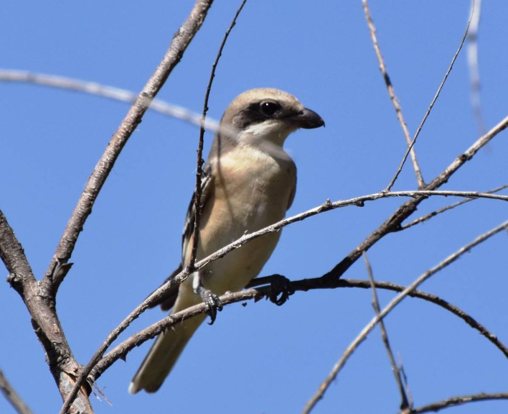 Чернолобый сорокопут летит
