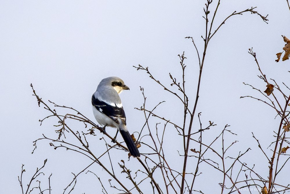 Белобровый сорокопут