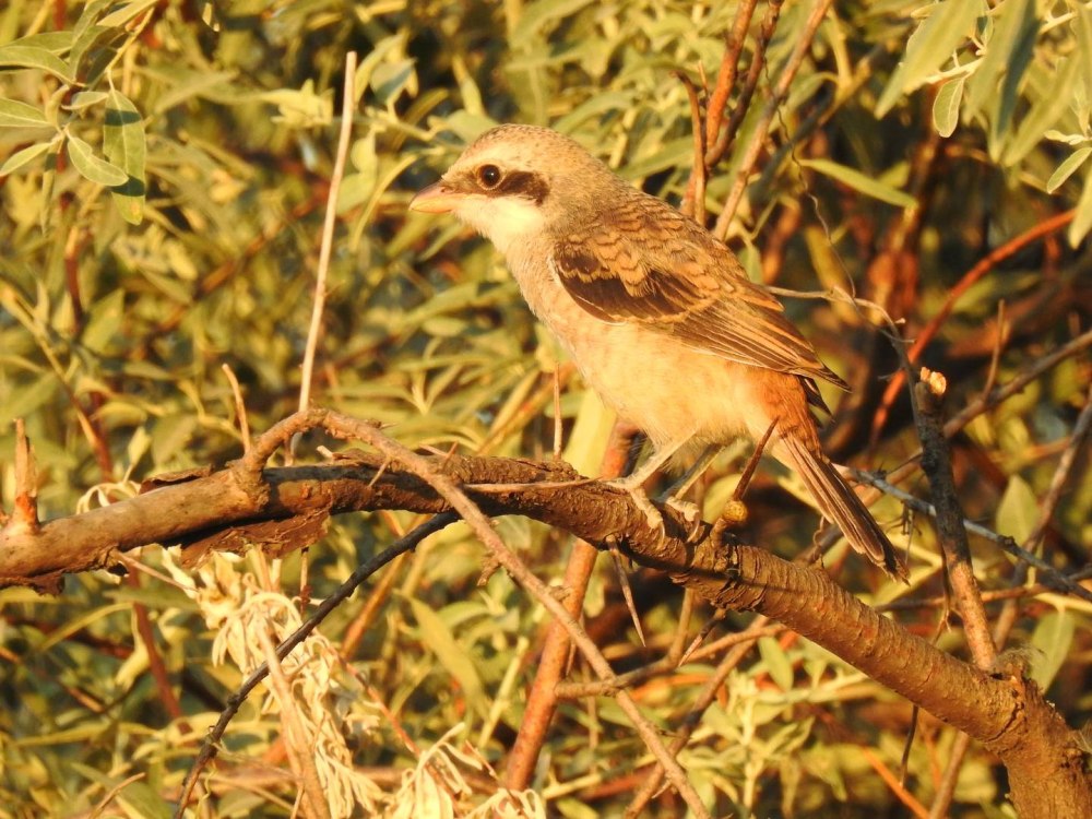 Птицы фото фаз