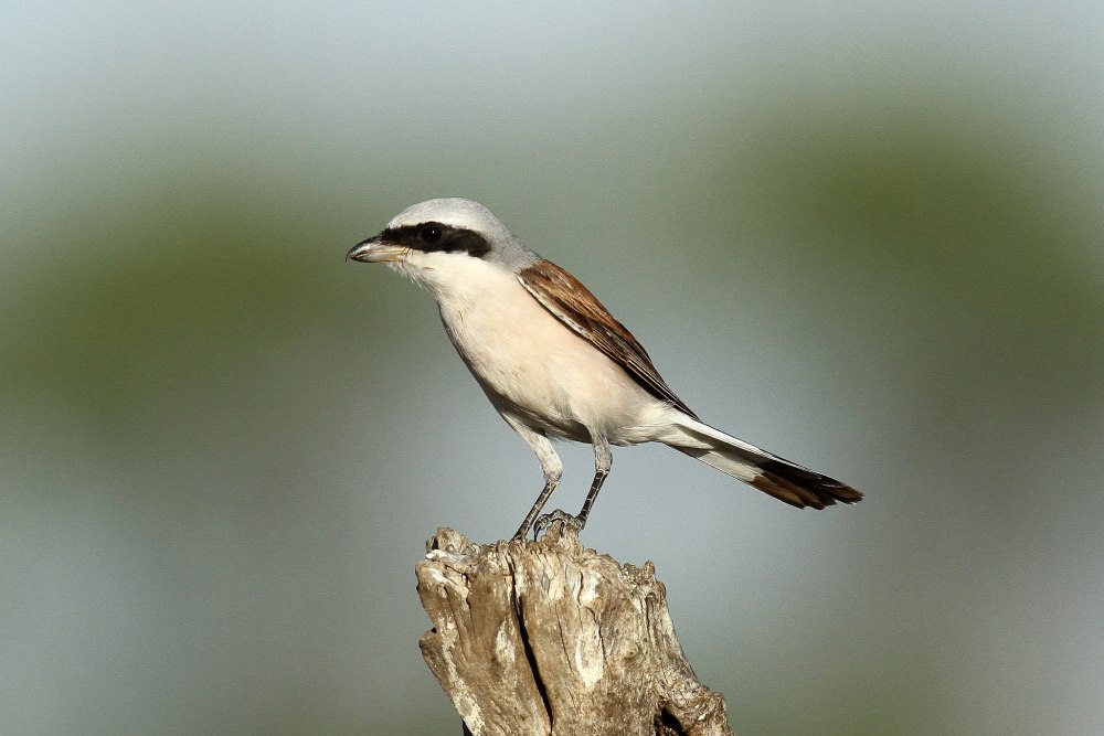 Американский жулан охота