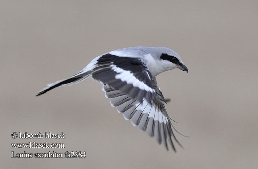 Серый сорокопут летит