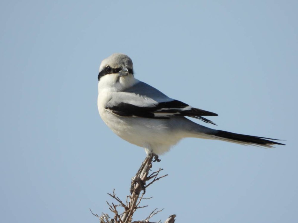 Сорокопут Марвел