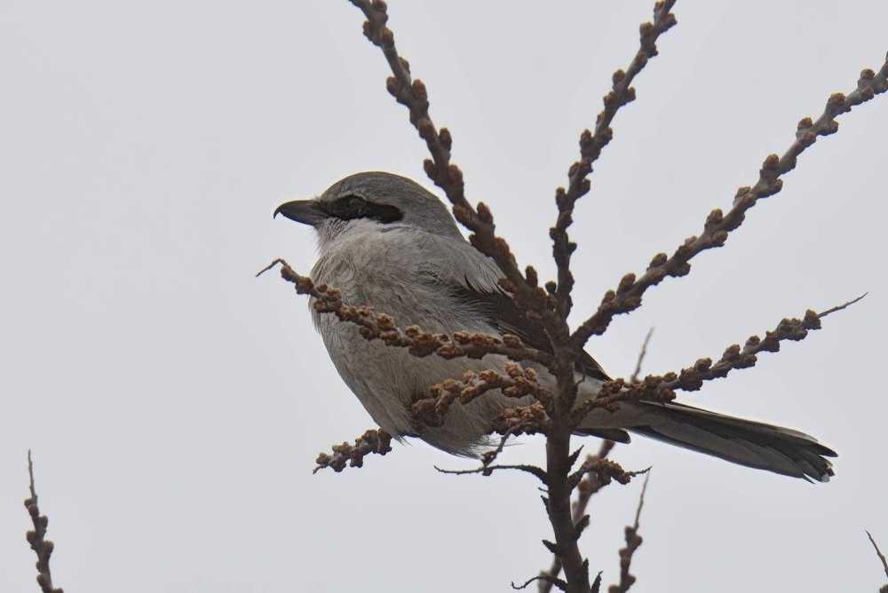 Сорокопут ареал обитания