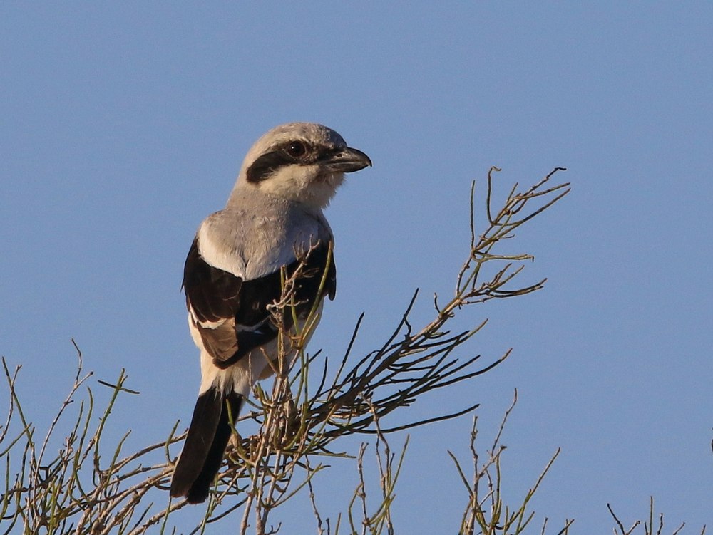 Пустынный серый сорокопут